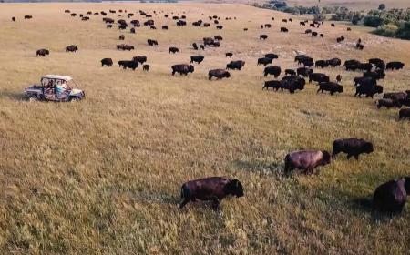 Herding Bison