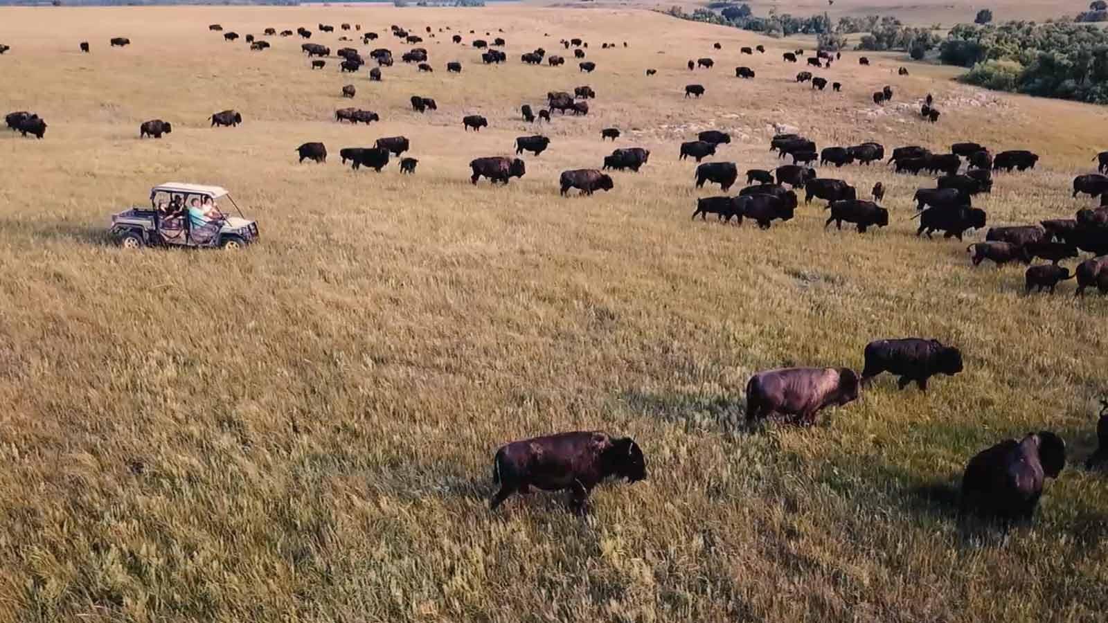 Herding bison
