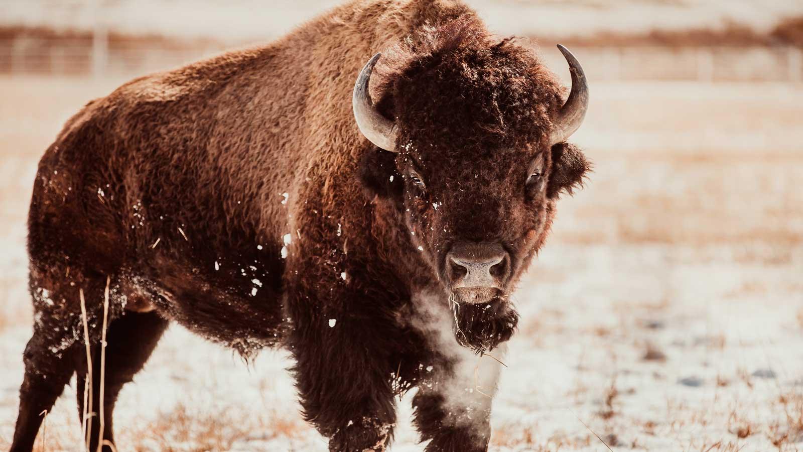 Bison in snowy field
