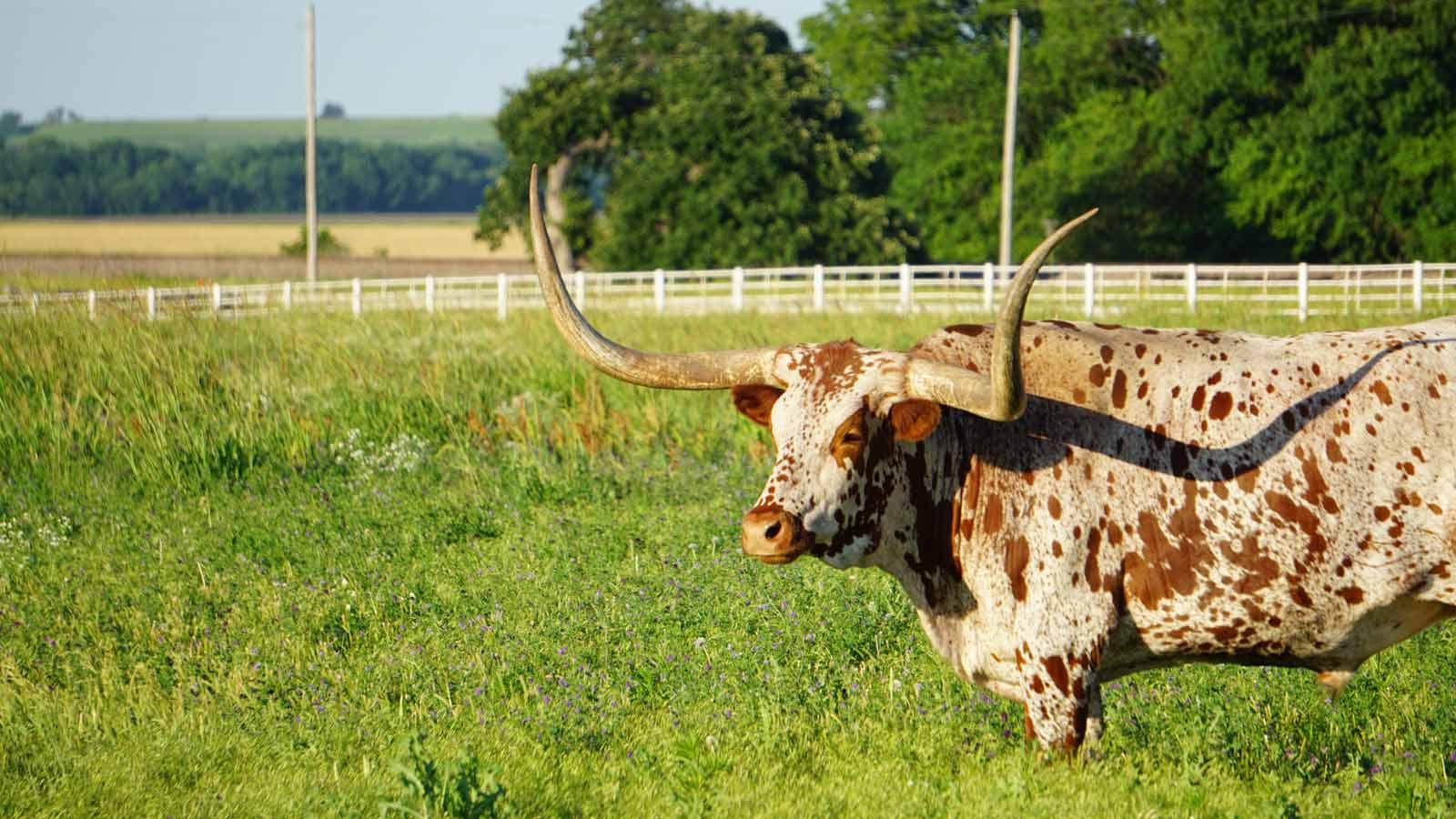 Longhorne Cow